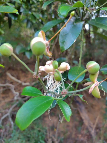 霧里乙部落-舊內文社-霧里乙山東北峰-霧里乙山-霧里乙南山-獅子頭山2766063