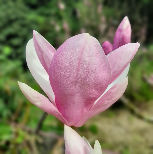 粉粉三色櫻、木蓮花、山茶花爭奇鬥艷1440017