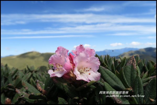 合歡東峰賞玉山杜鵑341013