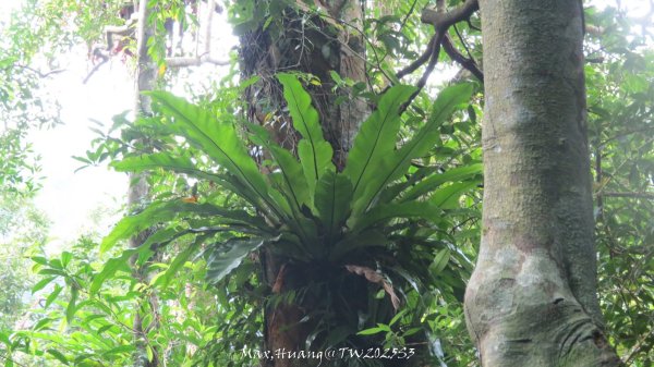 《苗栗》關刀出關｜三義關刀山出關古道(聖關段-苗56)202509052878822