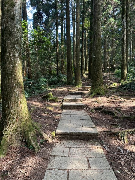 東眼山自導式步道O形漫步續走親子峰步道到化石區2067598