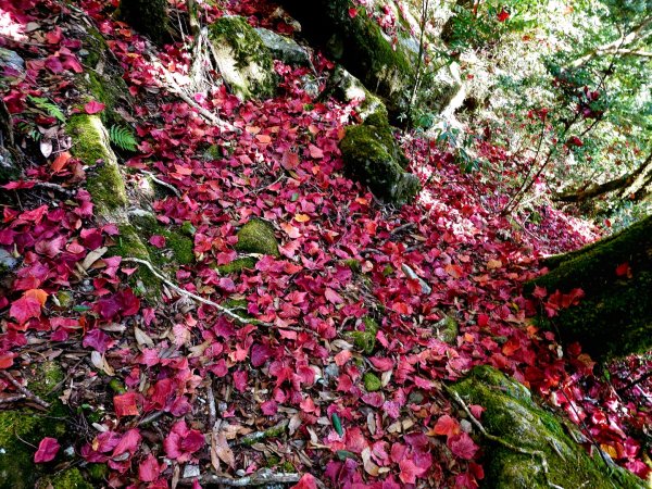 稍來山賞楓2962569