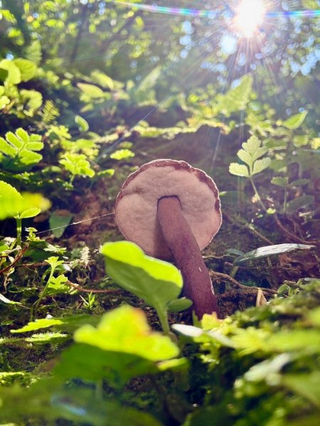 滿月圓森林遊樂區觀觀瀑3078326