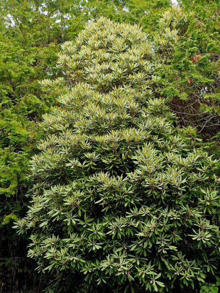 翠峰湖環山步道-(宜蘭)臺灣百大必訪步道2827569