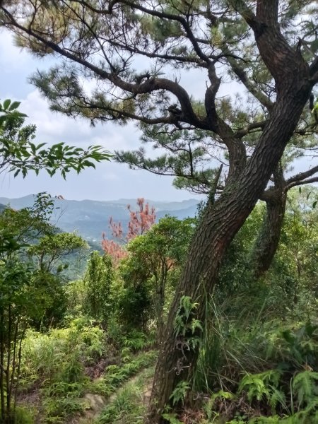內湖區大丘田保甲路+開眼山+白石湖山+白石湖山東峰+大邱田山+消防山O型2858953