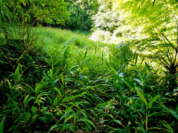 枋山坑古道(淡蘭中路)-新北市坪林區2882696