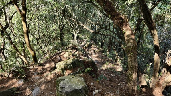 【谷關七雄】新山馬崙 - 松香裡的時光迴廊：聽山林講述歲月的故事3094014