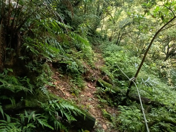 平溪區大華車站-乾坑古道石龜將軍-平湖西步道-番子坑山-平湖大厝-十分車站3037271