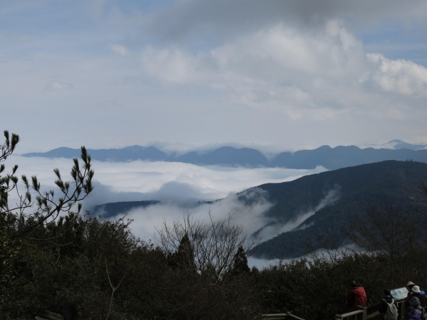觀霧檜山巨木步道森呼吸13691