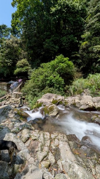 114.04.27草山觀瀑吊橋-紫明溪步道之旅2771754