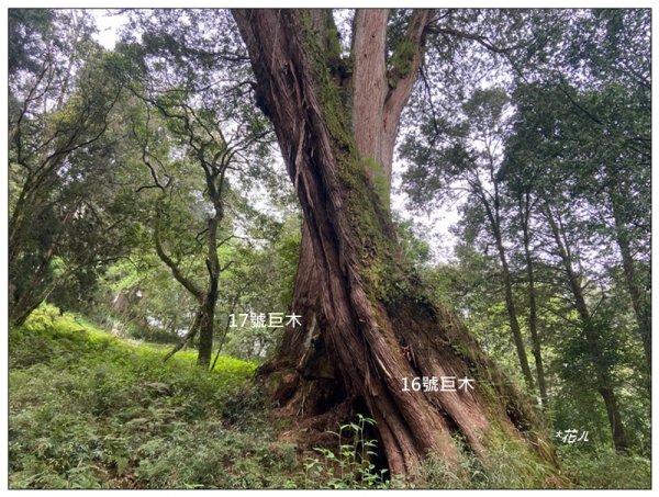 阿里山神木群棧道2771603