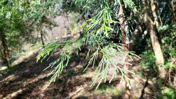 安坑五山縱走2784637