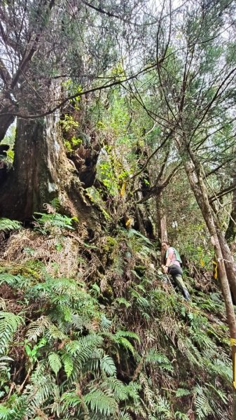 巴尖縱走~巴博庫魯山縱走復興尖山2630376