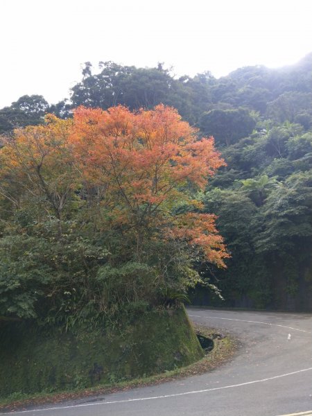 東眼山--紅楓綠柳杉770487