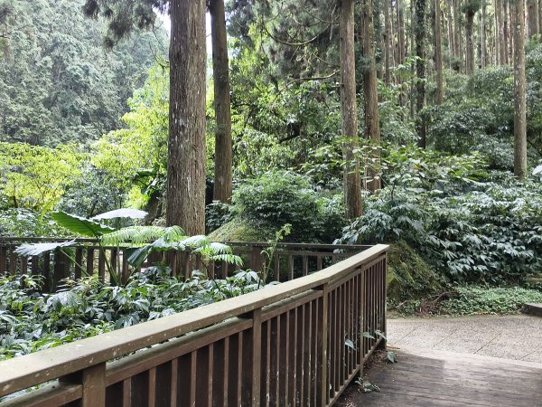 [百山百鳥尋旅-05/15] 2025_0830 溪頭賞鳥步道_銀杏步道2875543