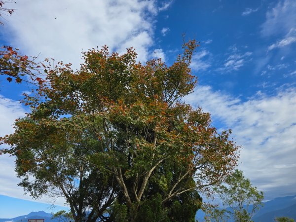馬那邦山之雲海／雲瀑／楓紅／太陽琉璃光2668303