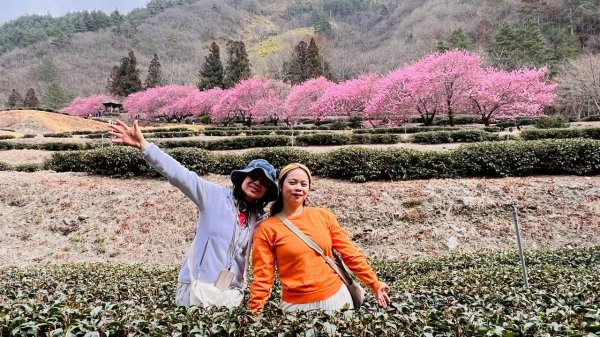 🌈2026.02.14+17武陵櫻花季✨FB：熊熊趴爬走🌈3004326