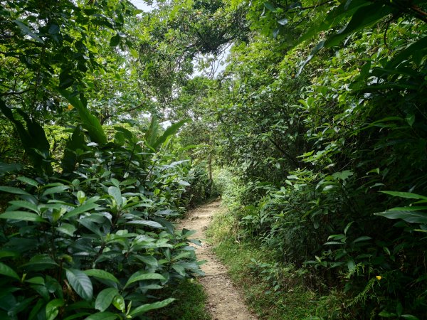[淡蘭古道] 2026_0523 南路第一段_福州山步道3069333