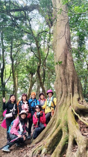 四訪苗栗的花果山-小百岳#037馬那邦山、雪霸國家公園管理處【小百岳集起來、苗栗-臺灣百大必訪步道】2394230
