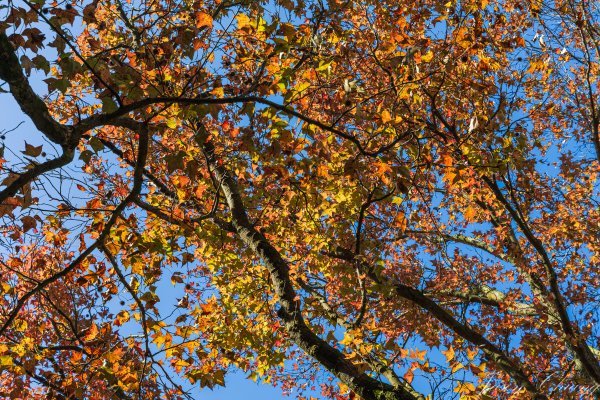 [台北]紗帽山2956572