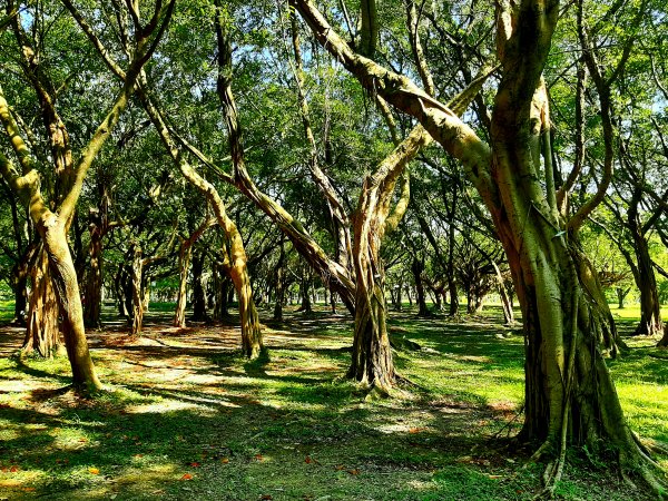 全臺齊步走｜碧潭、大安森林、大湖公園、淡水、花博、中正2230336