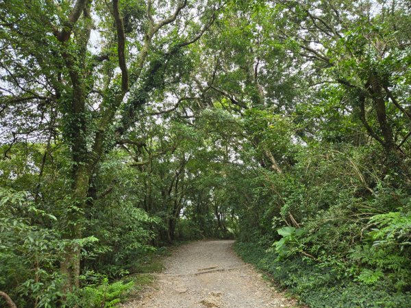 大屯主峰-連峰步道環形（小百岳）2904390