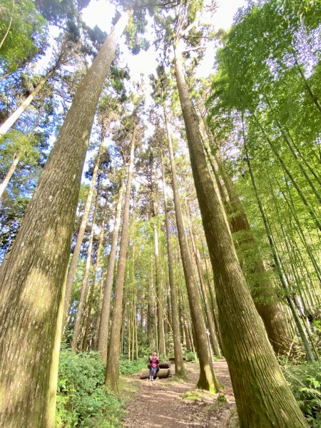 茶之道、霹靂山、大凍山、頂湖、焙仔桶林道O型    2024.1.92399215