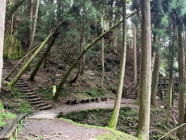 新竹 五峰 觀霧國家森林遊樂區 蜜月小徑+檜山巨木群步道2811456