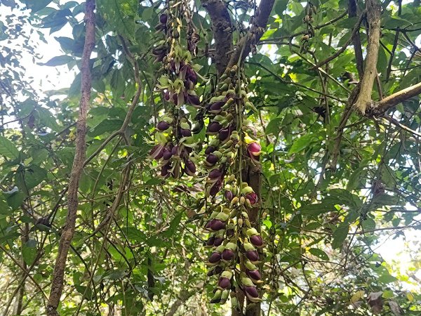 盆貿里山三盆連走2749556