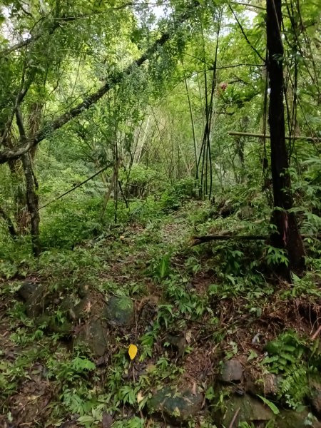 平溪區三功大厝+番子坑山+千階嶺步道O型2781119