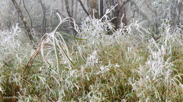 #望洋山 #太平山觀雲步道 #霧淞 #雲海 #帝雉 3/172737667
