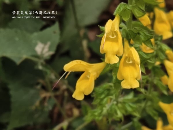 [百山百鳥尋旅-11/15] 2025_0927 大屯主峰-連峰步道_大屯山南峰2899335