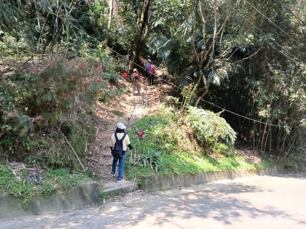 王公坑山血藤花2746258