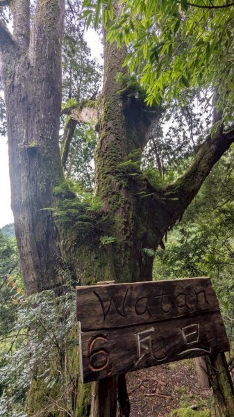 鎮西堡巨木步道群 (B區)2861154