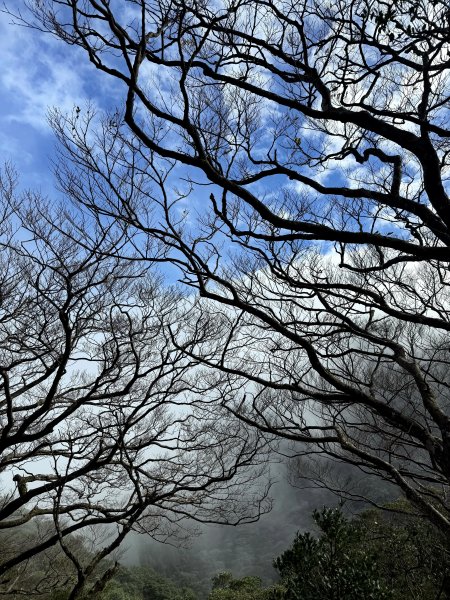 山毛櫸掉光光的 卡保逐鹿O繞 202511152937474