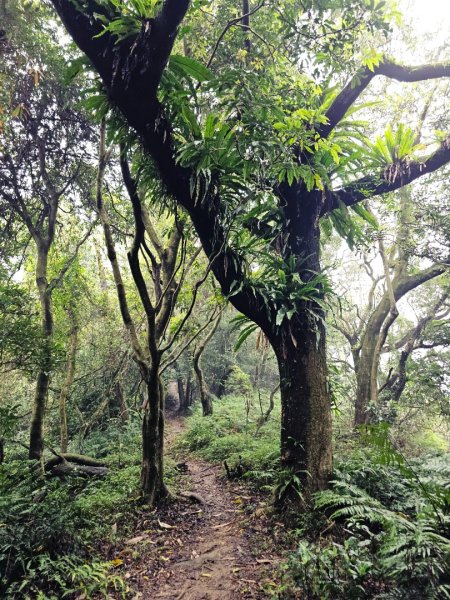 2026年臺北大縱走第六段：中華科技大學至捷運麟光站3026037