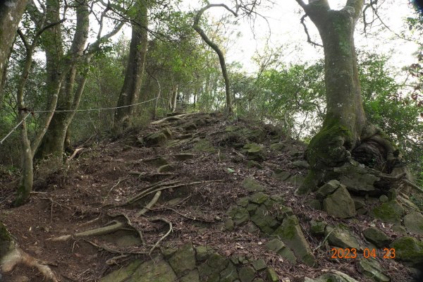 苗栗 卓蘭 大克山2128105