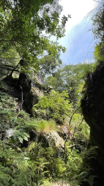 山車廣山.福巴越嶺O-神木群-水晶蘭-根結蘭2756290