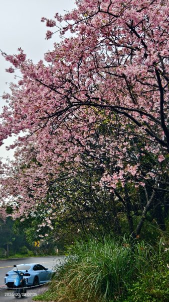 追花是簡單的快樂，賞花是恬淡的幸褔 3/2&73008767