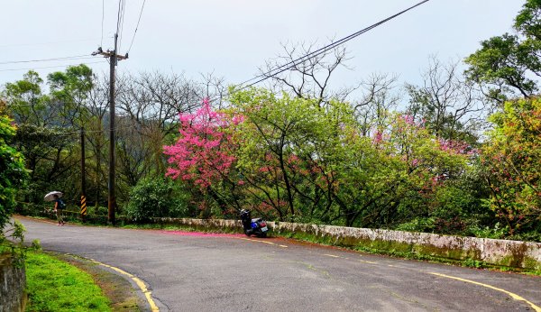 勤進路櫻花3009711