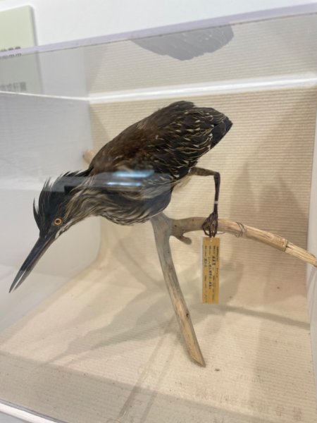 雨天備案💙 台灣博物館的古生代館-台大動植物館免費參觀-北投♨️季2807512