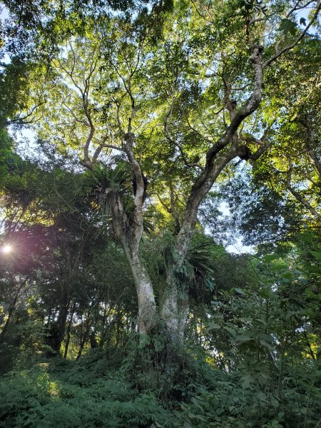 小百岳_馬那邦山1501271