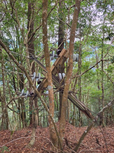 2025.11.30 谷關七雄 No.4 波津加山，不給休的蜂2952130