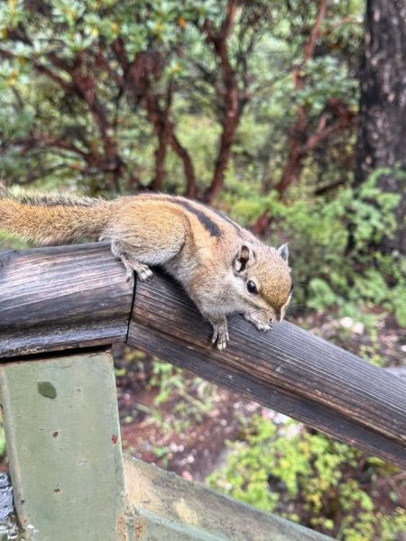 西藏♥️可愛動物🐎人物寫真/拉薩旅拍/美食2911676