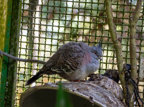 鳳凰谷鳥園2961138