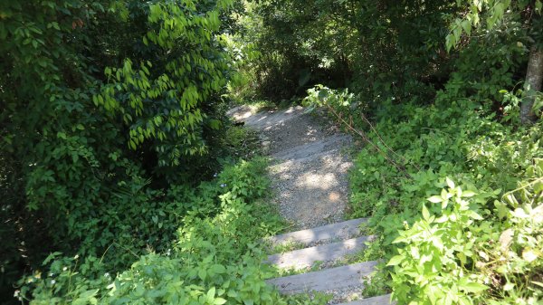 澀水森林步道登山健行趣(步道)2259856