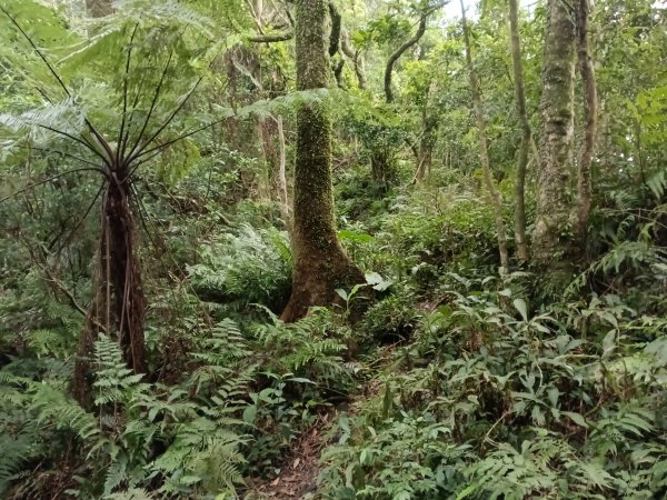 汐止區茄苳越嶺古道+上鹿窟崙山+九層坪山+四分尾山+大尖山8字走2981592