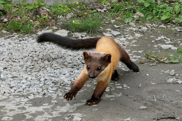 太平山賞楓葉找黃喉貂- 健行筆記