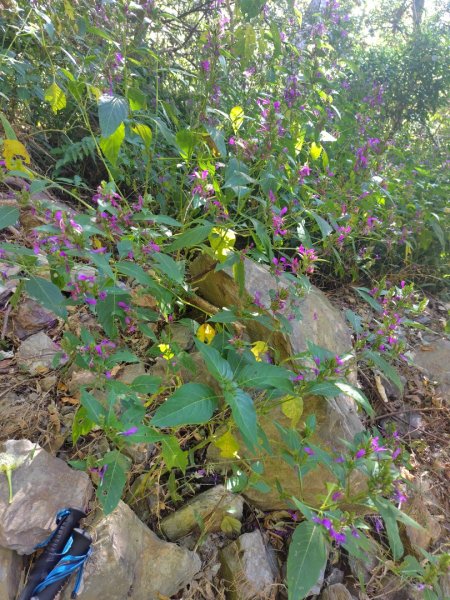 守關山南峰 守關山 守城大山2919086