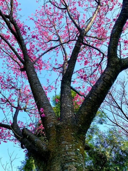 鳶山四秀我家後花園2612933